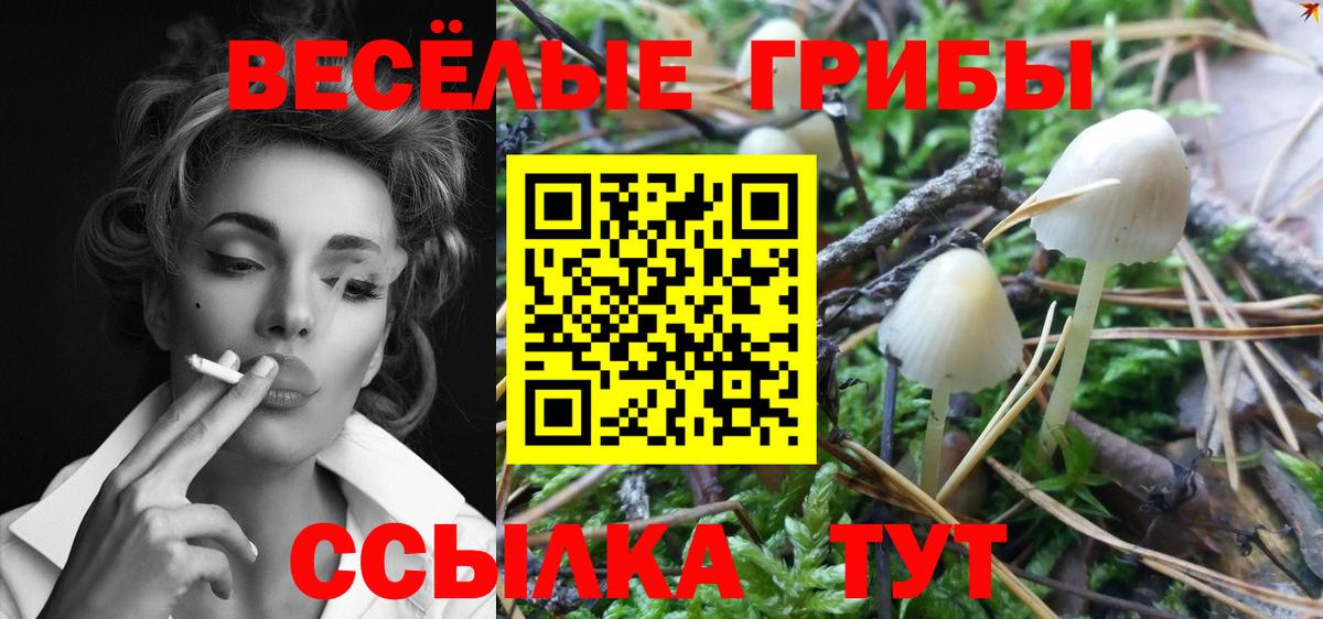 Галлюциногенные грибы Psilocybe  Петровск  где найти наркотики  Галлюциногенные грибы Cubensis 